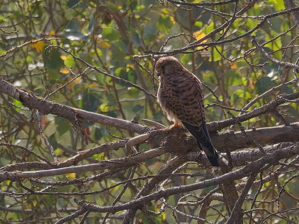 <h3><a href="/trips/marokko/biota/animalia/chordata/aves/018 falconiformes/001 falconidae/falco tinnunculus/falco tinnunculus-nl.html">Falco&nbsp;tinnunculus</a> / Common&nbsp;kestrel / Torenvalk</h3>OM-1 met OLYMPUS M.300mm F4.0, 1/2000 sec  bij F5.6, ISO 1600, afstand 327&nbsp;m